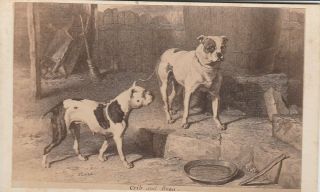Cdv Album Filler Titled Crib & Rosa Two Dogs Looking At Empty Plate