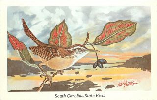 Vintage Art Postcard A/s Ken Haag South Carolina State Bird Carolina Wren