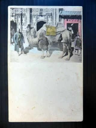 China Postcard Camel In The Street Waf Bp328