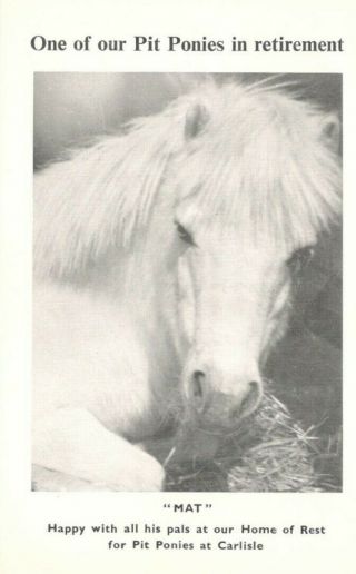 Vintage Postcard From England Named Pit Pony From Home Of Rest For Pit Ponies