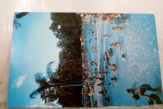 Florida Fl Magnesia Springs Gainesville Postcard Old Vintage Card View Standard