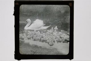 Swan And Cygnets In A River - Glass Lantern Slide