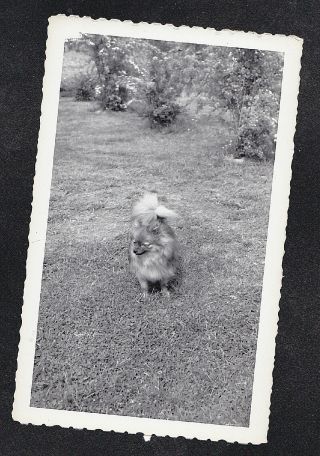 Vintage Antique Photograph Adorable Puppy Dog Standing In Backyard