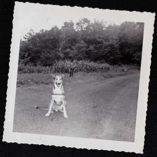 Vintage Antique Photograph Adorable Puppy Dog Standing On Dirt Road In Country