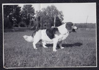Vintage Antique Photograph Adorable Puppy Dog Standing In Field