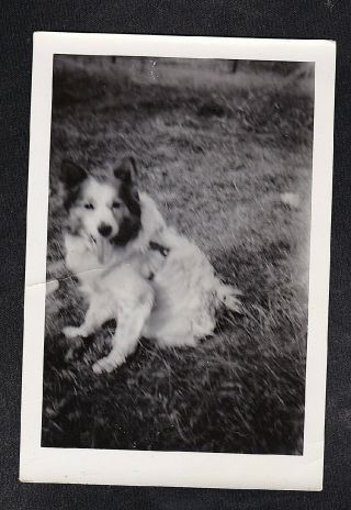 Antique Photograph Adorable Puppy Dog Sitting In Backyard