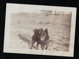Old Antique Vintage Photograph Adorable Puppy Dog Standing In Field