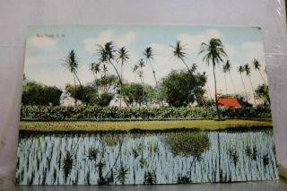 Hawaii Hi Rice Field Postcard Old Vintage Card View Standard Souvenir Postal Pc