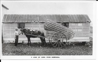 Ne,  Real Photo Postcard,  Dated 1907 By Rotograph,  Corn Exaggeration,  Cart