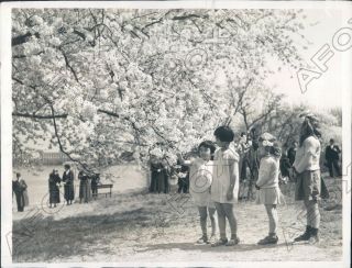 1935 Washington Dc Japanese Ambassadors Family With Cherry Blossoms Press Photo