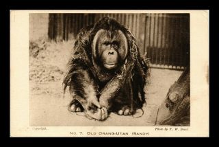 Dr Jim Stamps Old Orangutan Sandy London United Kingdom Zoo Topical Postcard