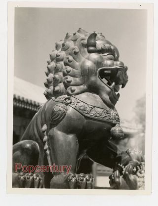 Pre Ww2 1938 China Photograph Peking Summer Palace Bronze Female Lion Beijing