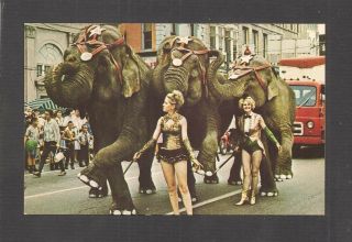 Postcard: Elephants In Parade - Annual Circus City Festival - Peru,  Indiana