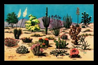 Dr Jim Stamps Us Desert Plants Labeled Great Southwest Petley Postcard