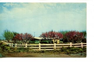 Real Estate - Home $49k - Apple Valley - California - Vintage Advertising Postcard