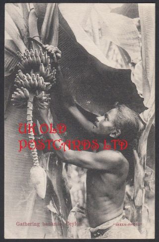 Ceylon - Native Worker Gathering Bananas,  Printed Postcard By Skeen