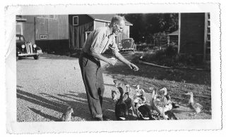 The Farm 2 Cars 3 Cats &bunch Of Ducks Feeding W Man Vintage Photo Snapshot 30s