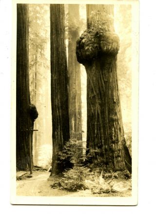 Scenic Forest Tall Tree W/ Burl - California - Rppc - Vintage Real Photo Postcard