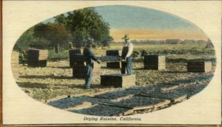 Drying Raisins - California Agriculture Farming Labor C1910 Postcard