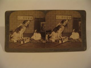 Dog Pet Stereoview Photo Cdii Aren 