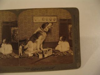 Dog Pet Stereoview Photo cdii Aren ' t You Big Enough To Talk I am 2