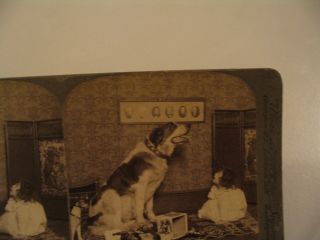 Dog Pet Stereoview Photo cdii Aren ' t You Big Enough To Talk I am 4