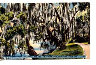 Moss - Oak Trees - Spanish Trail - Mississippi Gulf Coast - Vintage Linen Postcard