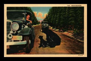Us Linen Postcard Bear Family Begging For Food Antique Cars Dirt Road In Woods