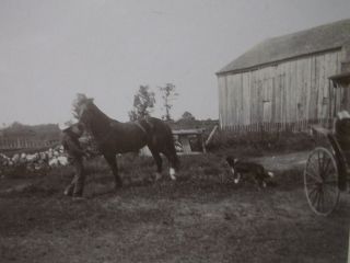 Antique Cabinet Photo - Man,  Horse,  Dog,  Buggy,  Barn,  Farm - Id 