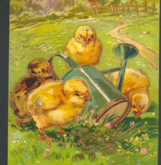 Pfb.  Easter Chicks With Sprinkling Can,  Gold Embossing,  Vintage 1907 Postcard