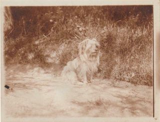 Early 1900s Dog / Terrier,  3 X 4 Inches
