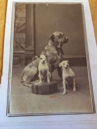 Victorian Cdv Photo Of 3 Dogs (on Backing Paper)