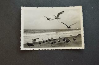 Vintage Photo Birds Flying Sea Gulls At Ocean 937043