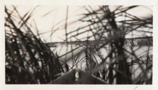 Vintage Photo Snapshot Abstract Boat Bow In Tall Grass Reeds 1930s - 40s