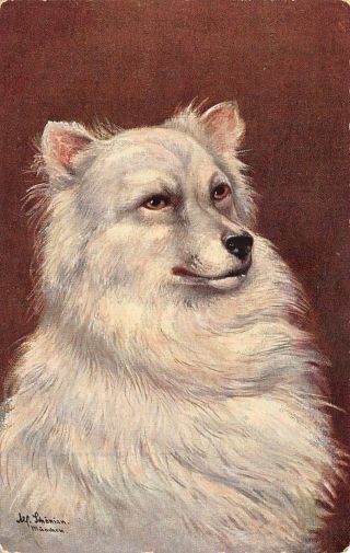 Alfred Schonian Dignified Long Haired White Dog Portrait K&b. ,  D Ser 8055