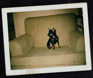 Vintage Polaroid Photograph Adorable Puppy Dog Sitting On Chair