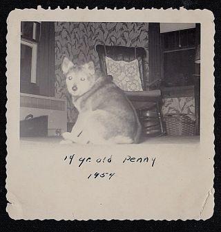 Vintage Antique Photograph Cute Little Puppy Dog Sitting In Retro Room