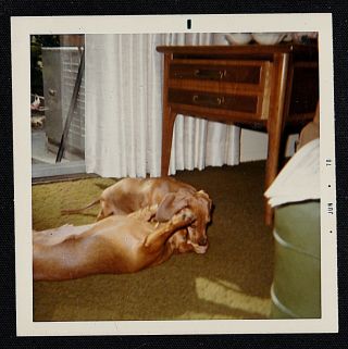 Vintage Photograph Two Adorable Puppy Dogs Playing On Floor