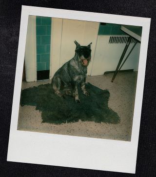 Vintage Polaroid Photograph Adorable Puppy Dog Sitting On Rug In Kitchen