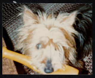 Vintage Photograph Adorable Puppy Dog With Plastic Bat In Mouth