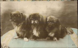 3 Pekingese Dogs C1910 Tinted Real Photo Postcard
