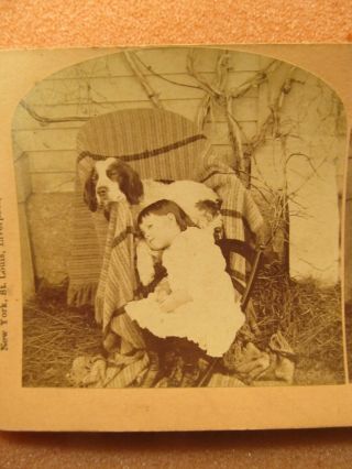 Antique Stereo Card_young Girl With Her Dog 2