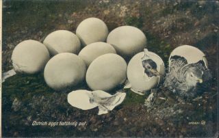 South Africa Cape Town Ostrich Farming Eggs Hatching Out 1910s Pc