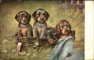 Cute Puppy Dogs In Basket C1910 Artist Signed Postcard