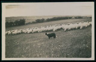 Border Collie Dog Old C1940s Private Real Photo Rppc Postcard