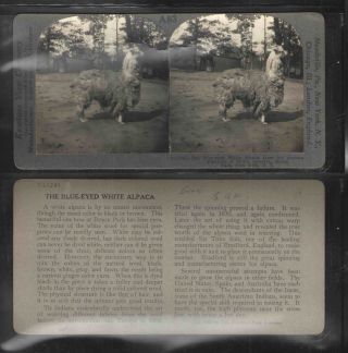 Keystone Antique Stereoview Card The Blue - Eyed White Alpaca Bronx Park Ny