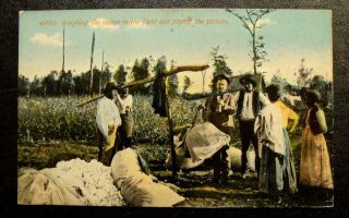 1910 Black Americana Postcard - Weighing Cotton In Field,  Paying Pickers - White Man