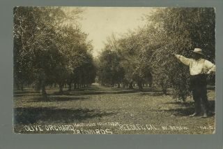 Reedley California Rp 1910 Mt.  Olive Fruit Farm Olives Nr Fresno Traver Del Rey