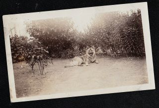 Vintage Antique Photograph Adorable Puppy Dog Laying In The Garden / Yard