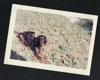 Vintage Photograph Adorable Puppy Dog Laying In Grass On Hill